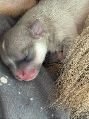 chihuahua welpen 