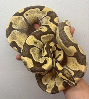1.0 Enchi Orange Dream Desert Ghost
