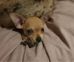 Mini Chihuahua-Hündin sucht ein liebevolles Zuhause