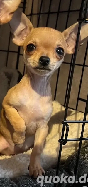 Mini Chihuahua-Hündin sucht ein liebevolles Zuhause
