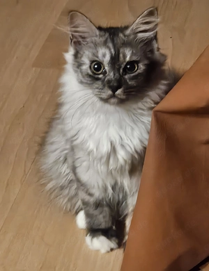 Heilige Birma, BLH Kitten