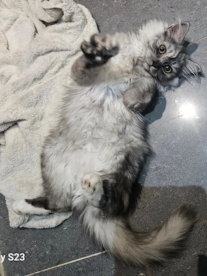 Heilige Birma, BLH Kitten