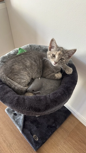 Katze in liebevolle Hände abzugeben