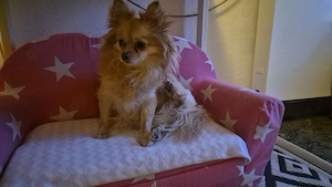 Chihuahua hündin 3jahre