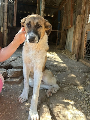 Zuhause oder Pflegestelle gesucht für Micky 