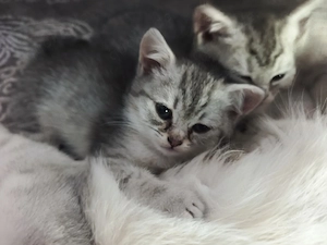 BKH Kitten