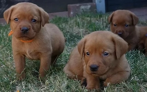 Labrador Welpen