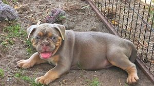 Old English Bulldog Welpen  Rüde 