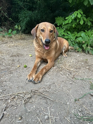 Zuhause oder Pflegestelle gesucht für Debby 