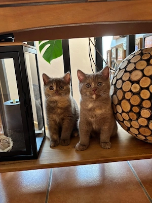 BKH Kitten reinrassig 