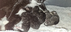 Kitten (Hauskatze)