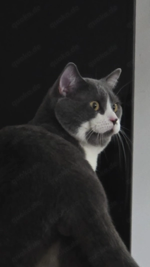 British kurzhaar Kater 