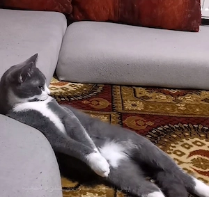 Britisch Kurzhaar Kater