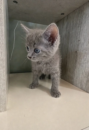 bkh kitten