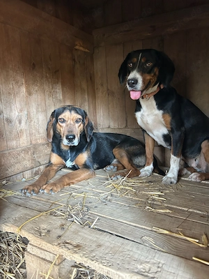 Zuhause oder Pflegestelle gesucht für Holly  Bild 5