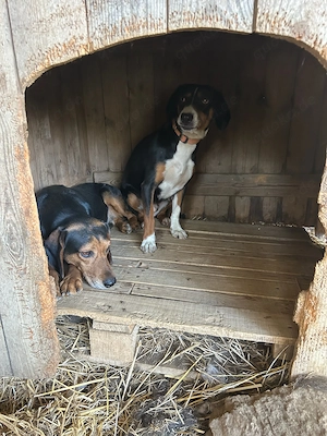 Zuhause oder Pflegestelle gesucht für Holly  Bild 4
