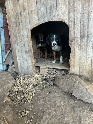 Zuhause oder Pflegestelle gesucht für Holly  Bild 3