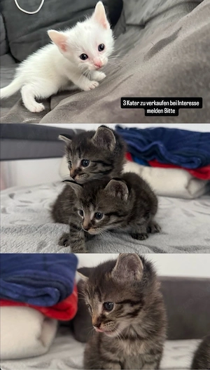 3 kater zu verkaufen 