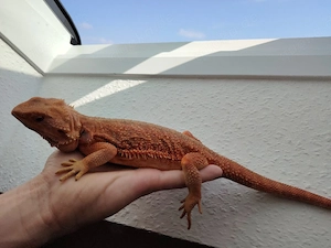Extrem red coral het. Witblits abzugeben 