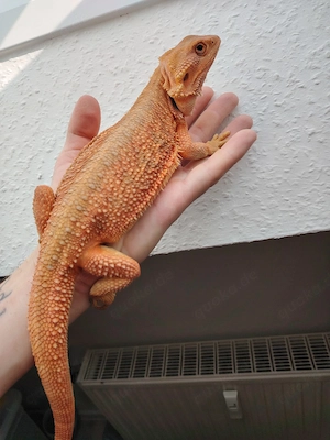 Farbbartagame Extrem red coral het. Witblits abzugeben 