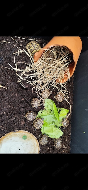 Griechische Landschildkröten 
