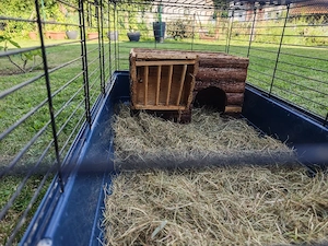 Zwergkaninchen mit Käfig und Zubehör abzugeben  Bild 2