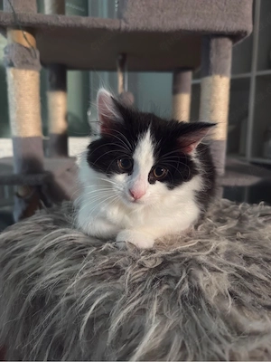 Zuckersüße Kitten suchen ein liebevolles Zuhause   