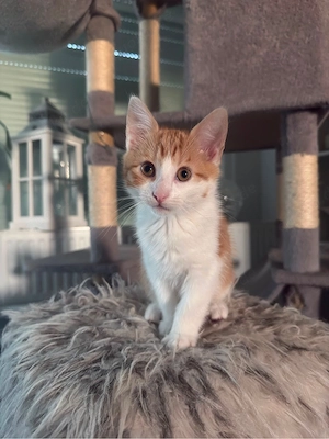 Zuckersüße Kitten suchen ein liebevolles Zuhause   