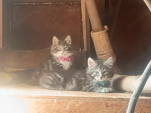Norwegische Waldkatze Kitten,Katze,Kater,Norweger abzugeben!