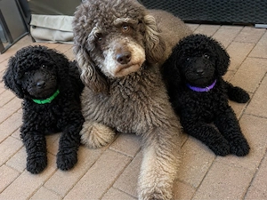 wunderschöne Cockapoo Welpen 