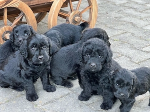 Wunderschöne schwarze Labradoodle-Welpen suchen ab dem 3. August ein liebevolles Zuhause 