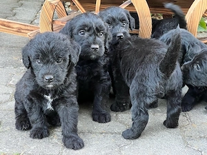 Wunderschöne schwarze Labradoodle-Welpen suchen ab dem 3. August ein liebevolles Zuhause 