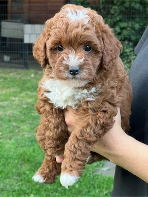Wunderschöne Aussiedoodle-Hündin sucht ein liebevolles Zuhause 