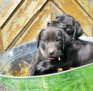 Labrador x Cana Corsa 