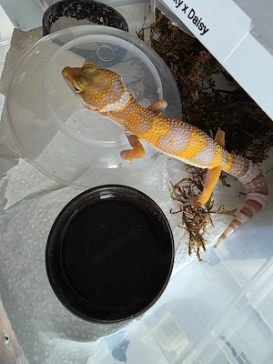 Leopardgecko Nachzuchten 