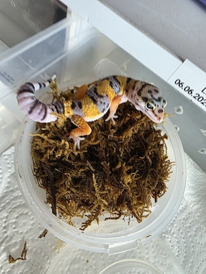 Leopardgecko Nachzuchten 