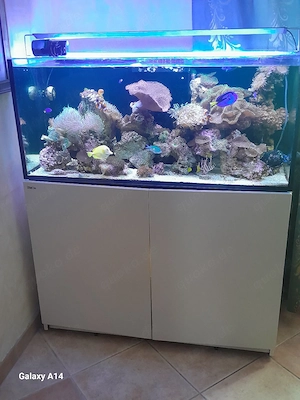 Meerwasser Aquarium Redsea Reefer 350,kommplett mit alle Techniken und Zubehör. Plus das tolles Inha