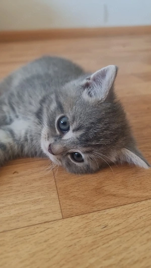 BKH Mix Kitten 