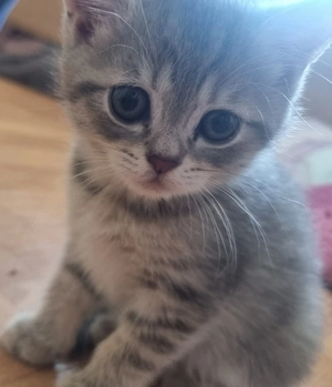 BKH Mix Kitten 