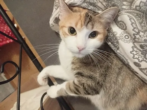 Katze zu verkaufen. 