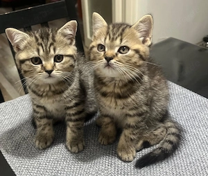 BKH-Mix-Kitten mit Perser-Wurzeln suchen ein liebevolles Zuhause.