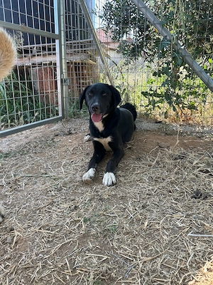 Zuhause oder Pflegestelle gesucht für Amaya 