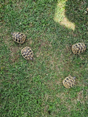 18 griechische Landschildkröten (Testudo hermanni) mit Cites Zertifikat zu verkaufen