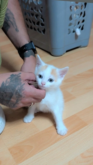 zwei wunderschöne Kitten zum verkaufen 