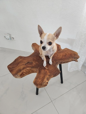 mini Chihuahua 