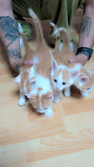 verkaufen  wunderschöne Kitten 