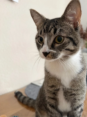 Kater zu vermitteln