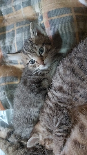 2 Katzenkinder abzugeben