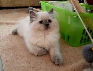 Ragdoll Kater Ragdoll Katze 