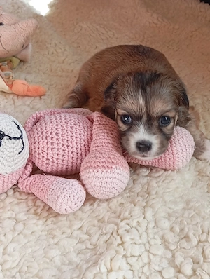 Chihuahua Mädchen 